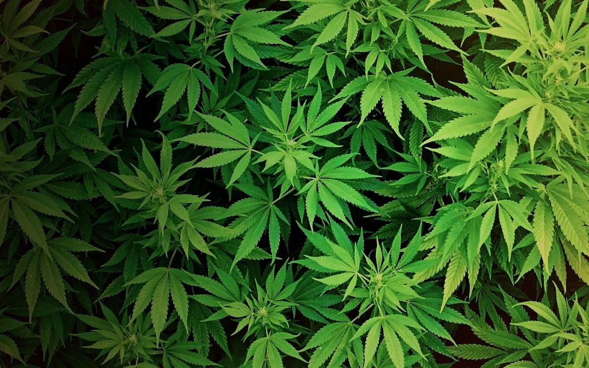 Indoor-Weed-Anbauraum mit Pflanzen in der Blütephase